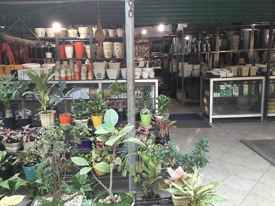 plant nursery in delhi