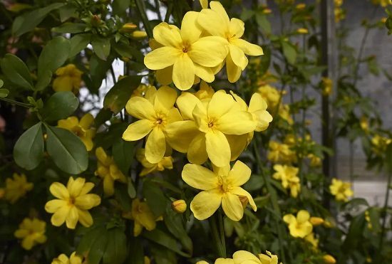 Primrose type of Jasmine flower