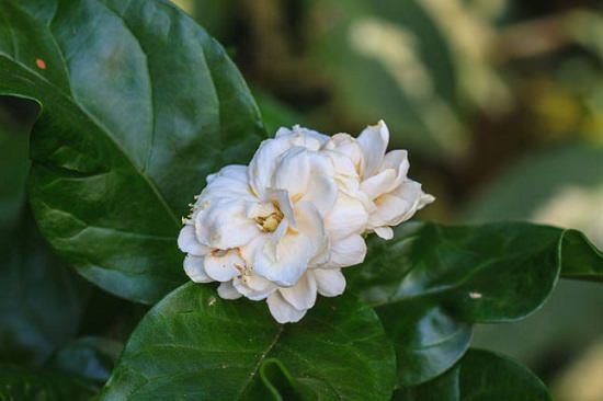 Arabian type of Jasmine flower