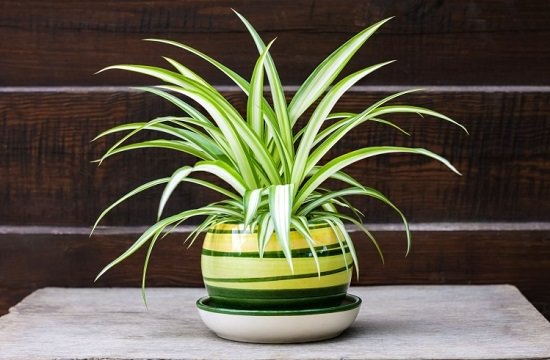Air purifying plants indoor