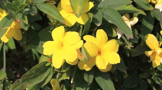 Yellow type of Jasmine flower