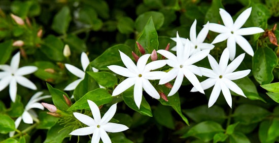 Star type of Jasmine flower