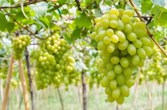 profitable fruits to grow in india