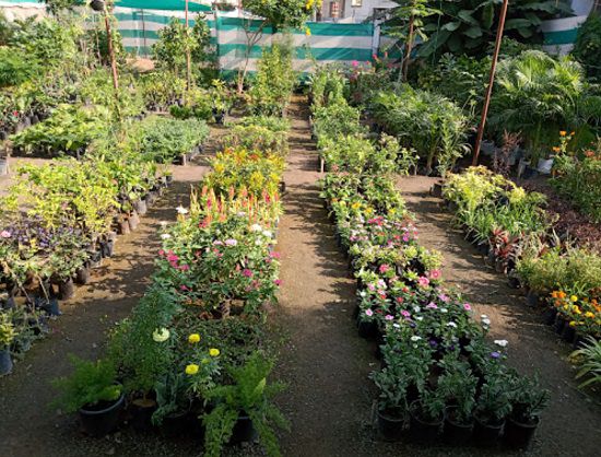 best plant nurseries in amravati