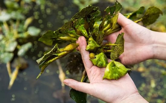 Water Chestnut in india