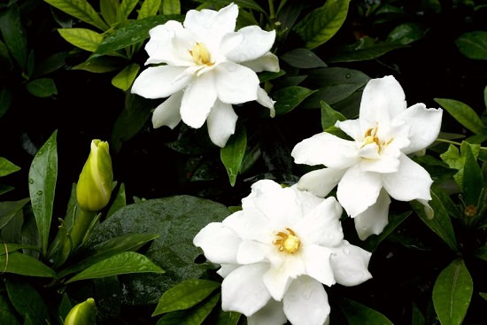 Cape type of Jasmine flower