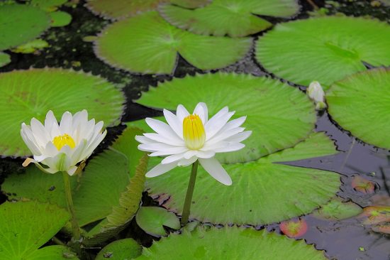 Water Lilies in india