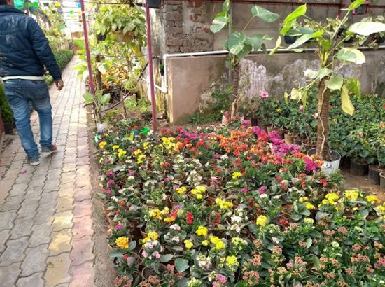 Best plant nurseries in agra