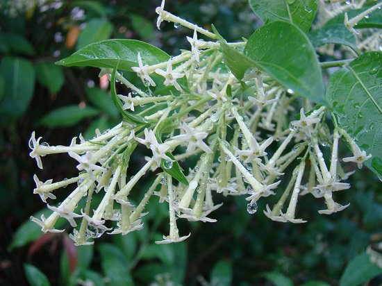 The Night-Blooming type of Jasmine flower