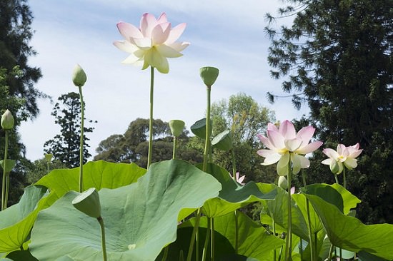 Lotus in india