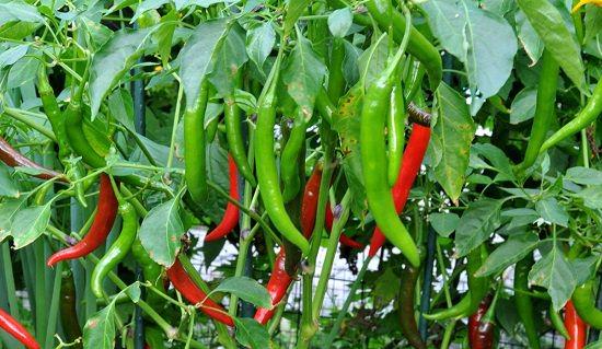 How to Grow Green Chili Plant at Home in India