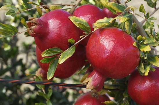 Pomegranate season in India