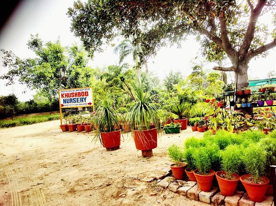 Plant nursery in faridabad