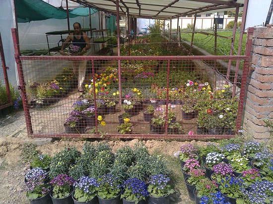 top plant nursery in dehradun