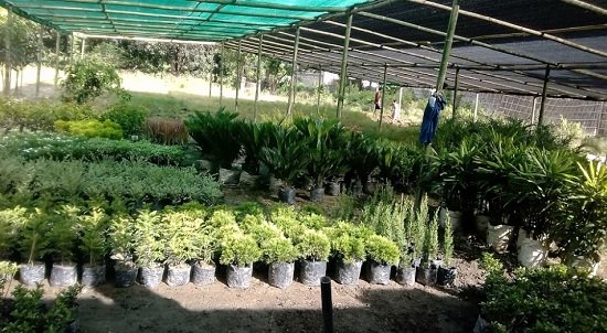 Plant nursery in dimapur