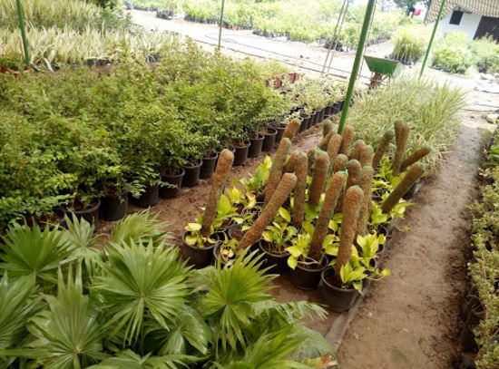 Best Plant Nursery in Kota