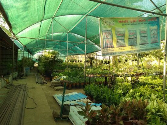 Best plant nursery in gandhinagar