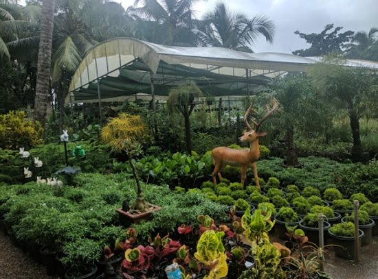 Best Plant Nursery in Kozhikode