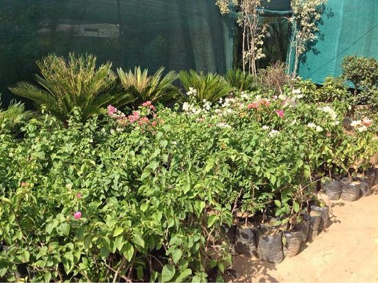 Best Plant Nursery in Ludhiana