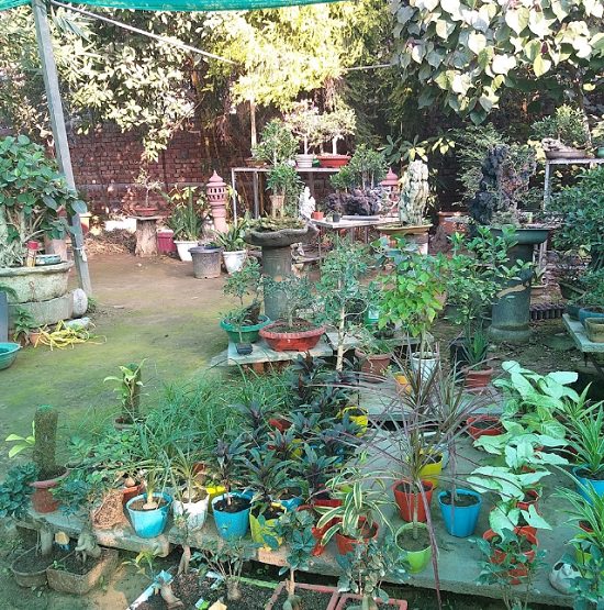 Best Plant Nursery in Hisar