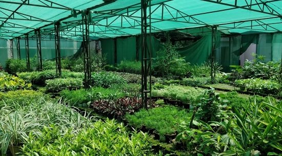 top plant nursery in mohali