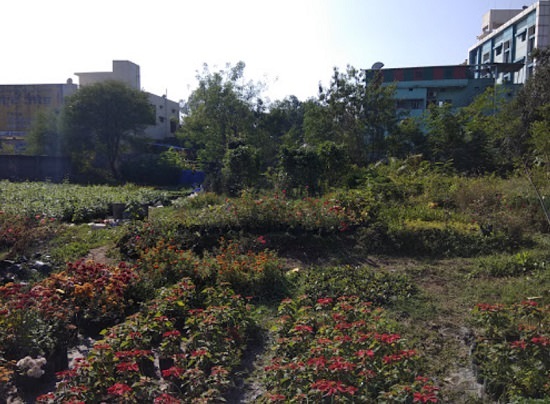 plant nursery in Raipur