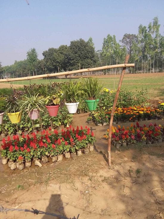 best plant nursery in ghaziabad