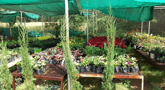 Best plant nursery in Daharamshala