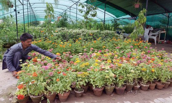 Plant Nursery in Haldwani