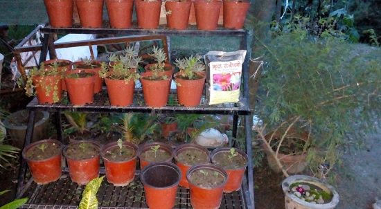 plant nursery in haridwar