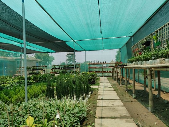Best Plant Nursery in Karnal to buy plants from