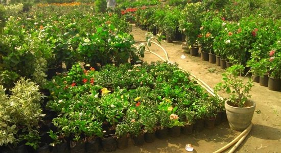 plant nursery in rohtak