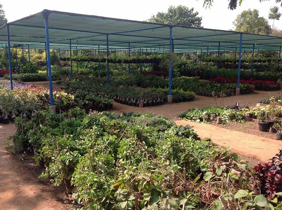 top plant nursery in gandhinagar