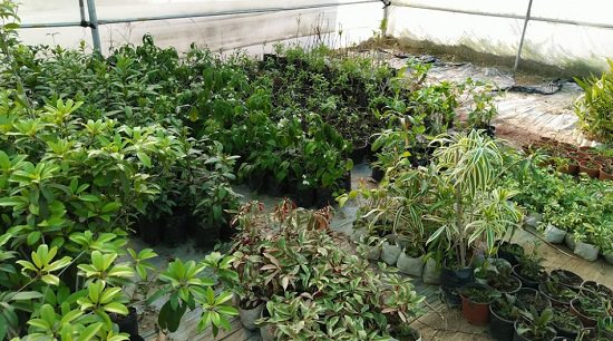 plant nursery in dharamshala