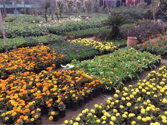 Best Plant Nursery in Ludhiana for you and your friends 
