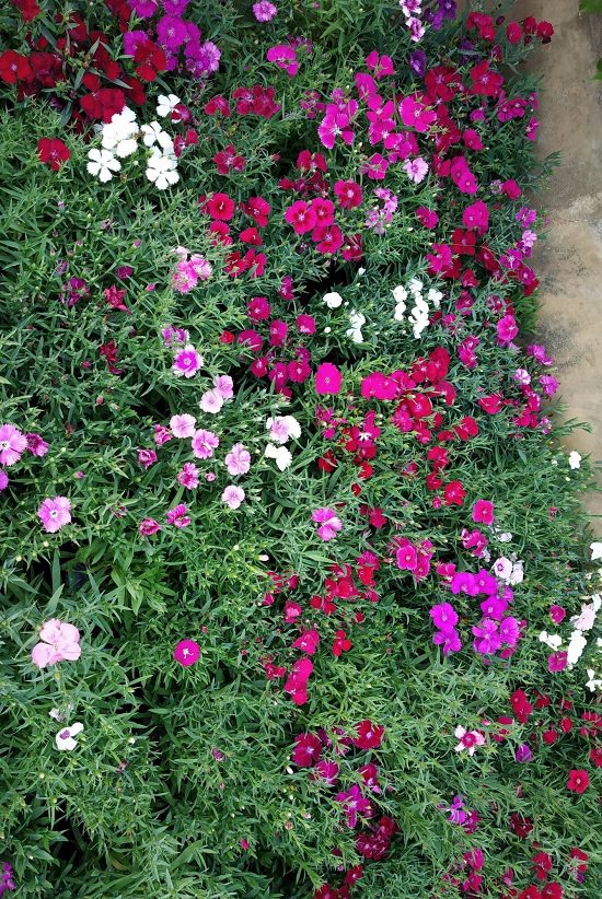 top plant nursery in haridwar