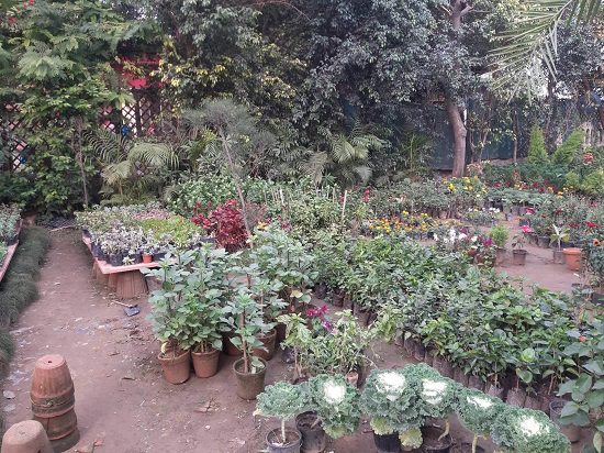 Top Plant Nursery in Meerut