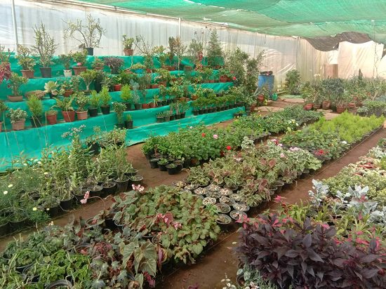 Top Plant Nursery in Ooty