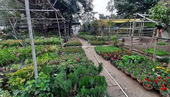plant nursery in prayagraj