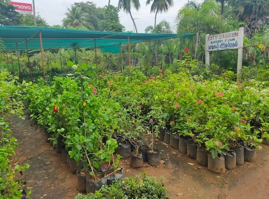 Best Plant Nursery in Pondicherry