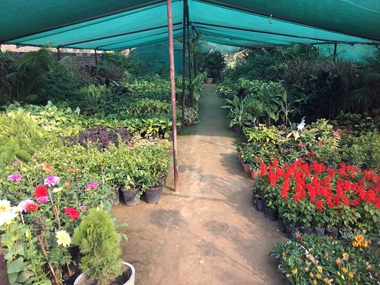 Best plant nursery in rohtak