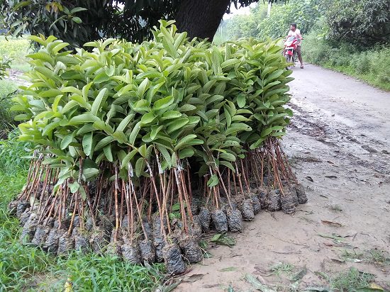Best Plant Nursery in Imphal you must visit for plants