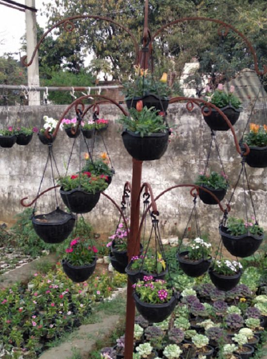 Best Plant Nursery in Jaunpur to buy plants from