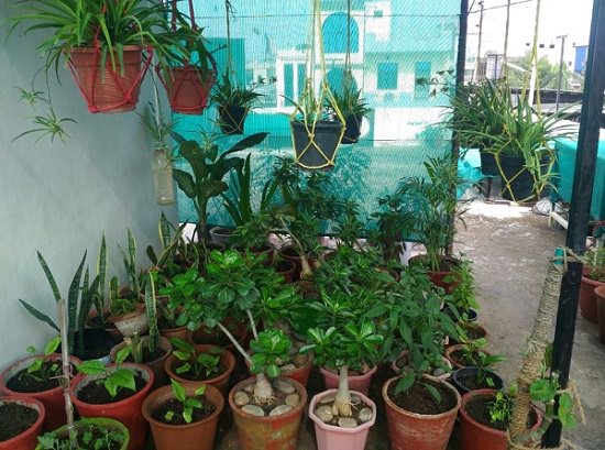 Best Plant Nursery in Kota with all the varieties 