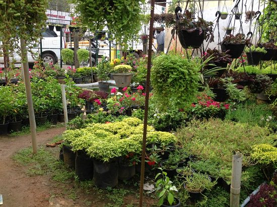 Best Plant Nursery in Kottayam to buy plants from