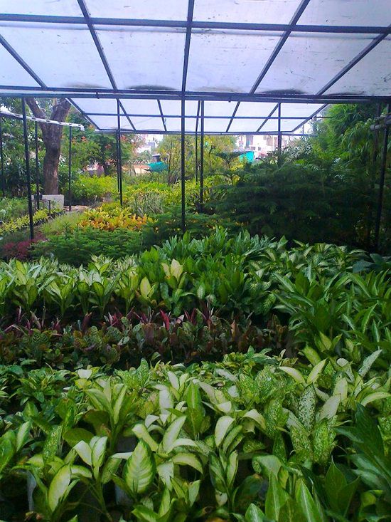 top plant nursery in prayagraj