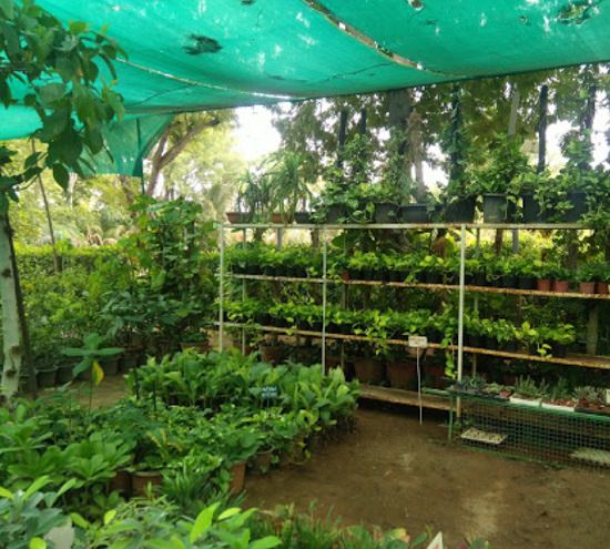 Plant nursery in gandhinagar