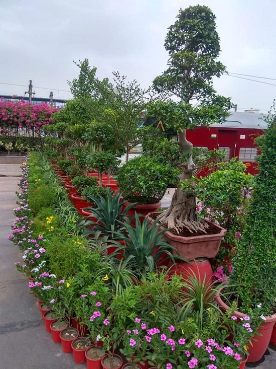 Best Plant Nursery in Ludhiana where you can buy plants