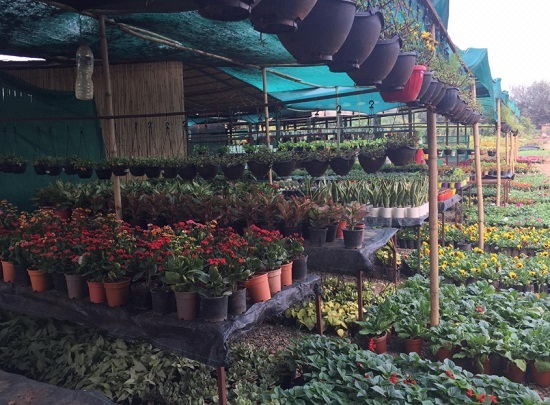 top plant nursery in gurugram