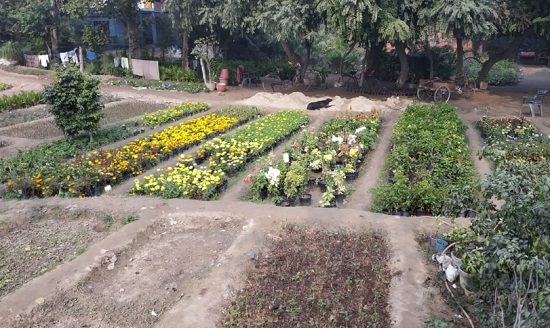 top plant nursery in faridabad